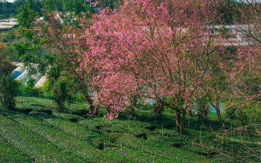 Mùa hoa anh đào của Đà Lạt